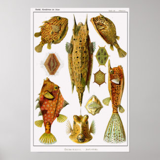 Plate 42. Ostraciontes. Poster