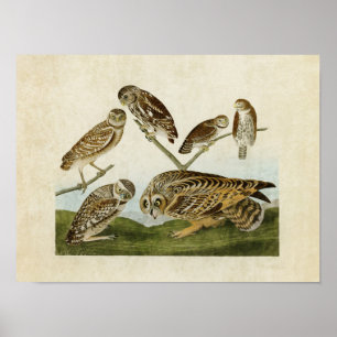 Plate 432   Assorted Owls   Birds of America Poster