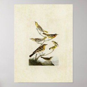 Plate 433   Orioles, Goldfinch and Thrushes Poster