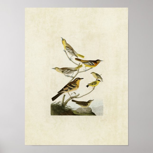 Plate 433 | Orioles, Goldfinch and Thrushes Poster (Front)