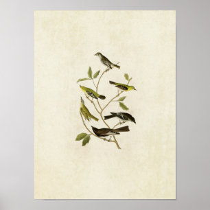 Plate 434   Flycatchers, Warbler, Vireo and Pewee Poster