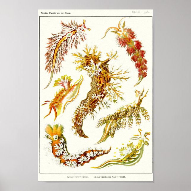 Plate 43. Nudibranchia. Poster (Front)