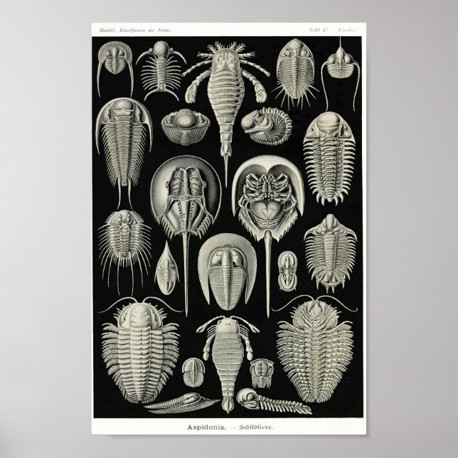 Plate 47. Aspidonia. Poster (Front)