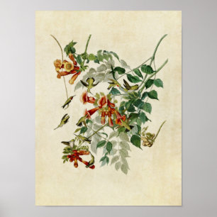 Plate 47 Ruby-Throated Hummingbird Poster