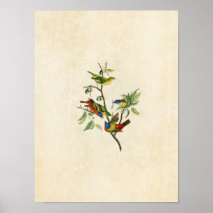 Plate 53   Painted Finch   Birds of America Poster