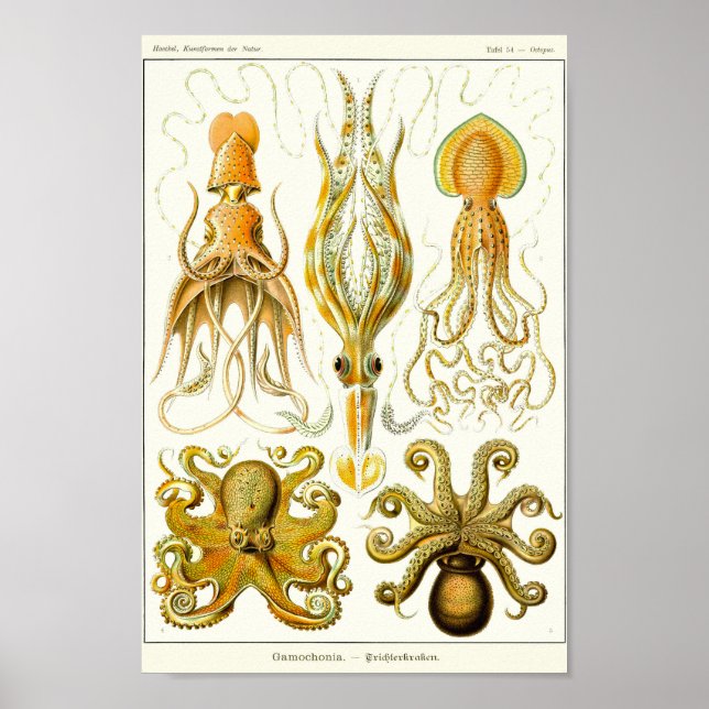 Plate 54. Gamochonia. Poster (Front)