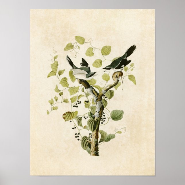 Plate 57 | Loggerhead Shrike | Birds of America Poster (Front)