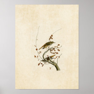 Plate 58   Hermit Thrush   Birds of America Poster