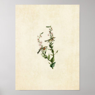 Plate 59 Chestnut-Sided Warbler Poster