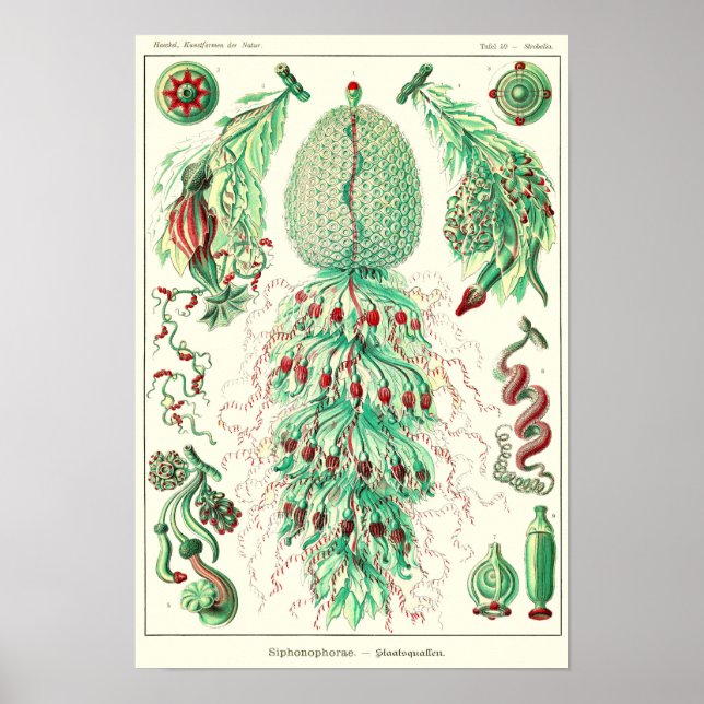 Plate 59. Strobalia cupola. Poster (Front)