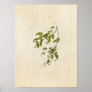 Plate 60   Carbonated Warbler   Birds of America Poster
