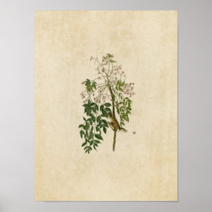 Plate 63 White-Eyed Flycatcher or Vireo Poster