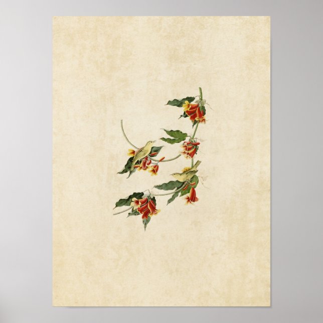 Plate 65 | Rathbone Warbler | Birds of America Poster (Front)