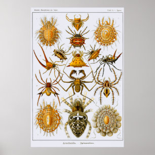 Plate 66. Arachnida. Spiders (order Araneae) Poster