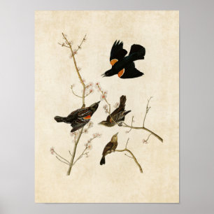 Plate 67 Red-Winged Starling or Marsh Blackbird Poster