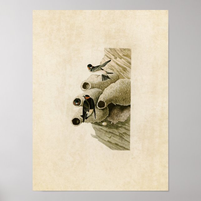 Plate 68 | Republican or Cliff Swallow Poster (Front)