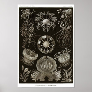 Plate 73. Ascomycetes. Poster