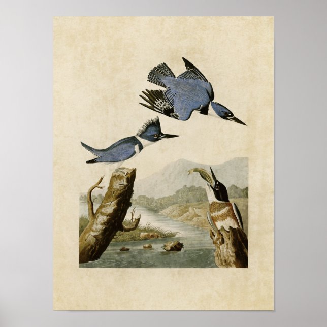 Plate 77 | Belted Kingfisher | Birds of America Poster (Front)