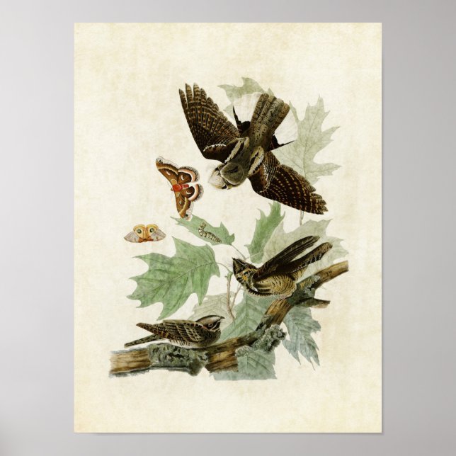 Plate 82 | Whip-Poor-Will | Birds of America Poster (Front)