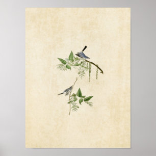 Plate 84   Blue-Grey Flycatcher   Birds of America Poster