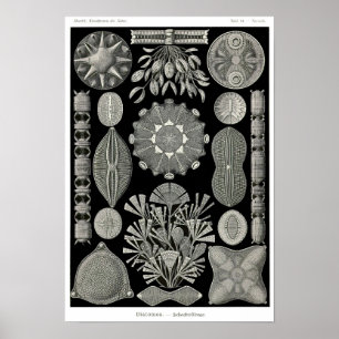 Plate 84. Diatoms. Poster