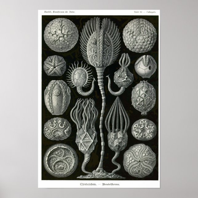 Plate 90. Cystoidea. Poster (Front)