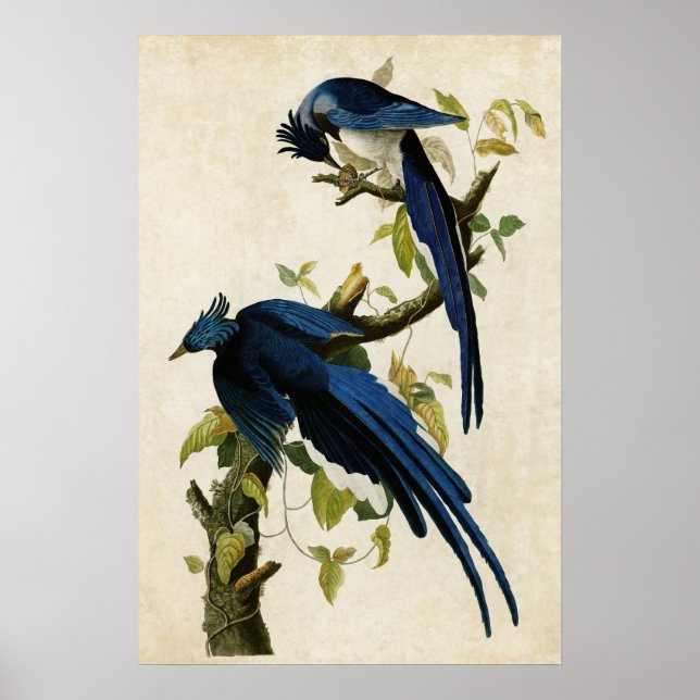 Plate 96 | Columbia Jay | Birds of America Poster (Front)