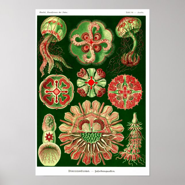 Plate 98. Discomedusae. Poster (Front)