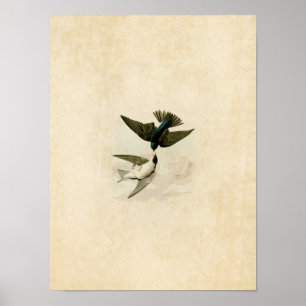 Plate 98 White-Bellied Swallow Poster