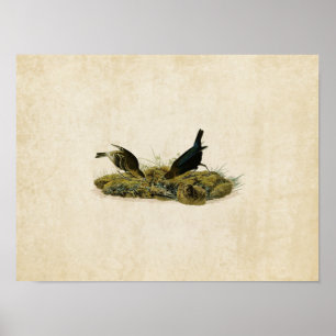 Plate 99   Cow-Pen Bird   Birds of America Poster