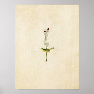 Plate 9   Shelby's Flycatcher   Birds of America Poster