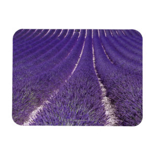 Plateau De Valensole, France Magnet