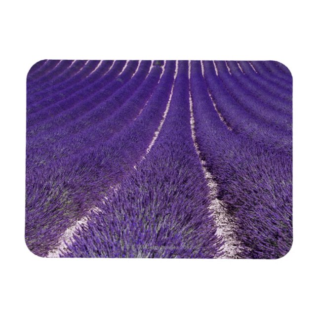 Plateau De Valensole, France Magnet (Horizontal)