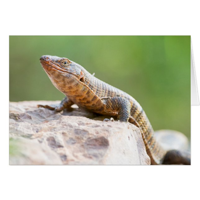 Plated Lizard (Front Horizontal)
