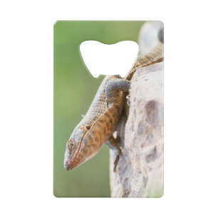 Plated Lizard