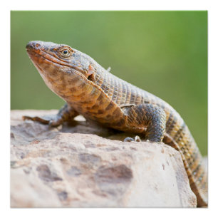 Plated Lizard Poster