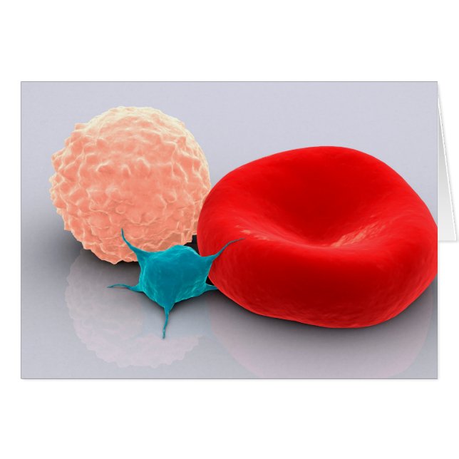 Platelet, Red And White Blood Cells (Front Horizontal)
