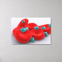 Platelets With Red Blood Cells 1