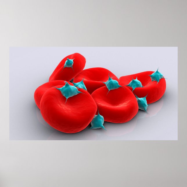Platelets With Red Blood Cells 1 Poster (Front)