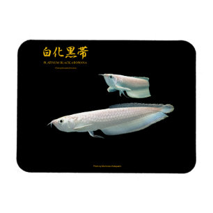 platinum Black Arowana Magnet