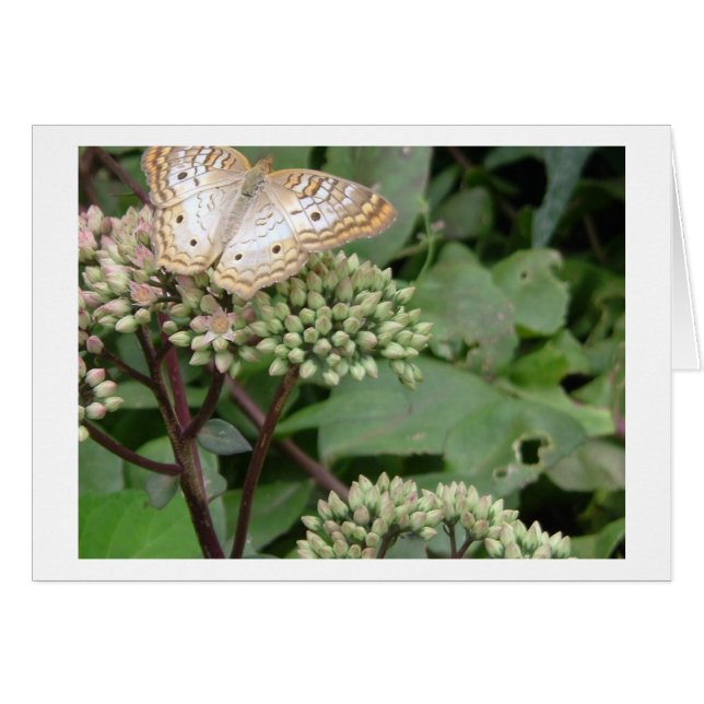 Platinum Monarach Butterfly (Front Horizontal)