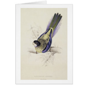 Platycercus Brownii, or Brown's Parrakeet (Plate 2