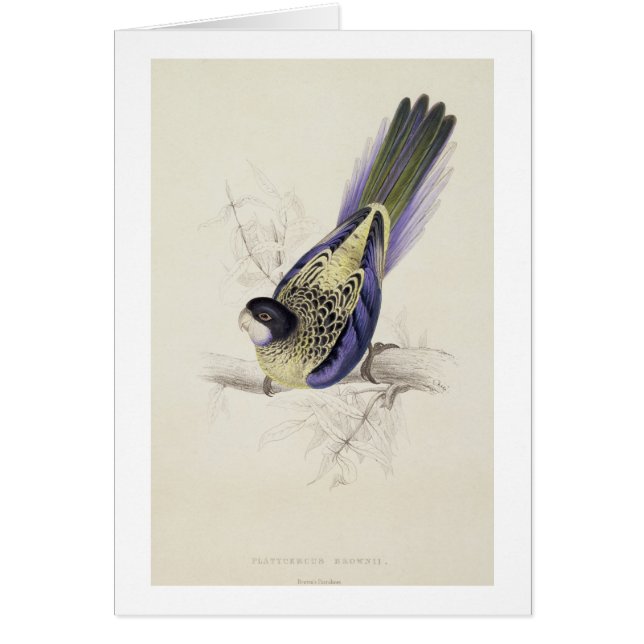 Platycercus Brownii, or Brown's Parrakeet (Plate 2 (Front)