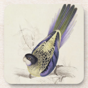 Platycercus Brownii, or Brown's Parrakeet (Plate 2 Coaster