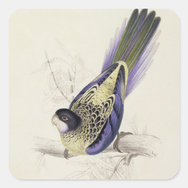 Platycercus Brownii, or Brown's Parrakeet (Plate 2 Square Sticker (Front)