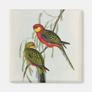 Platycercus Icterotis Magnet