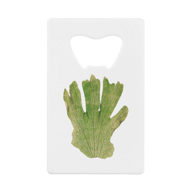 Platycerium Grande (Giant Staghorn Fern) fern leaf (Front)