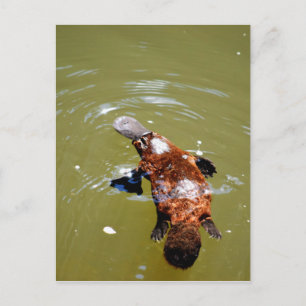 PLATYPUS EUNGELLA NATIONAL PARK AUSTRALIA POSTCARD