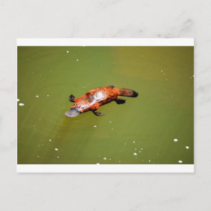 PLATYPUS EUNGELLA NATIONAL PARK AUSTRALIA POSTCARD