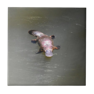 PLATYPUS EUNGELLA NATIONAL PARK AUSTRALIA TILE